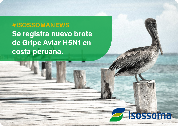 Se Registra Nuevo Brote De Gripe Aviar H N En La Costa Normativa