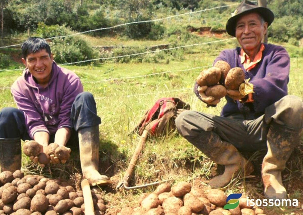 Campesino Isossoma