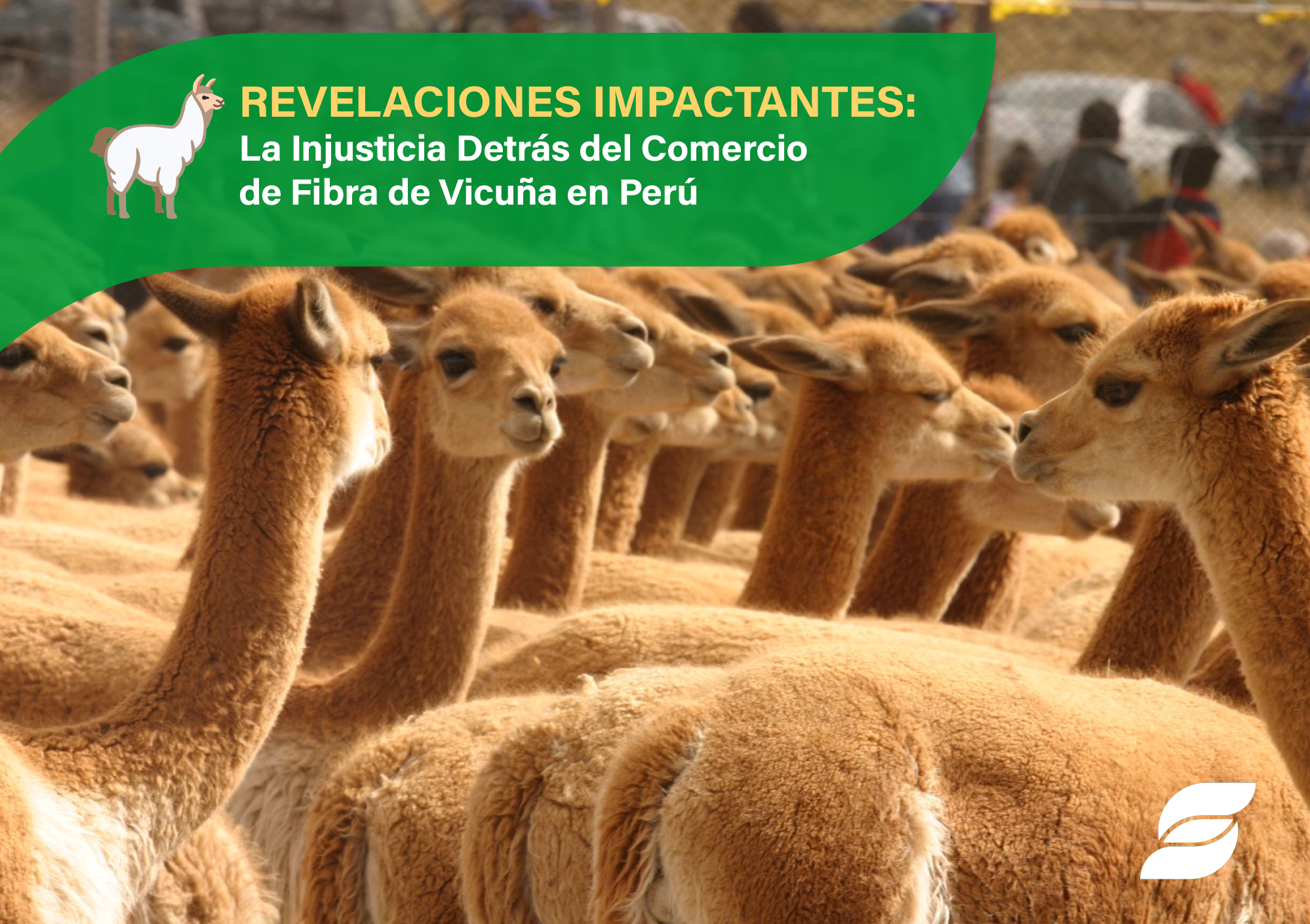 Isossoma blog vicuña