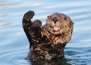 nutria monitoreo biologico ssoma