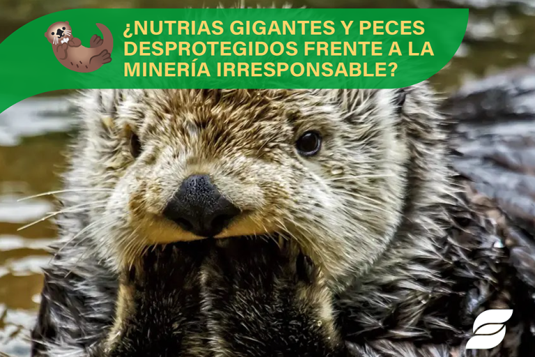 Isossoma blog nutrias gigantes peces mineria irresponsable