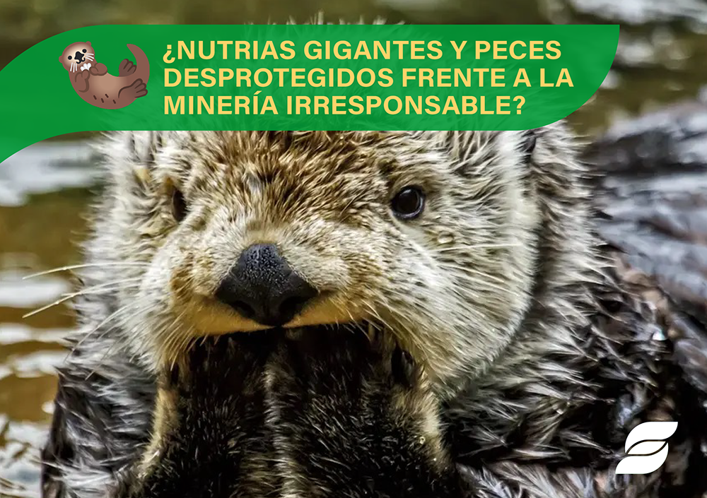 blog (1) Isossoma blog nutrias gigantes peces mineria irresponsable