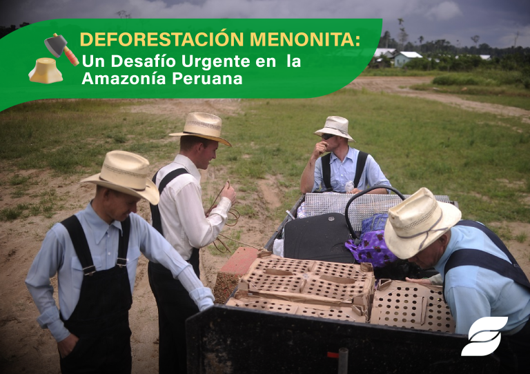 Deforestación Menonita Blog
